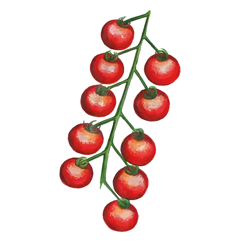 NordFrö Rød Blomme tomatfrø kulturarv