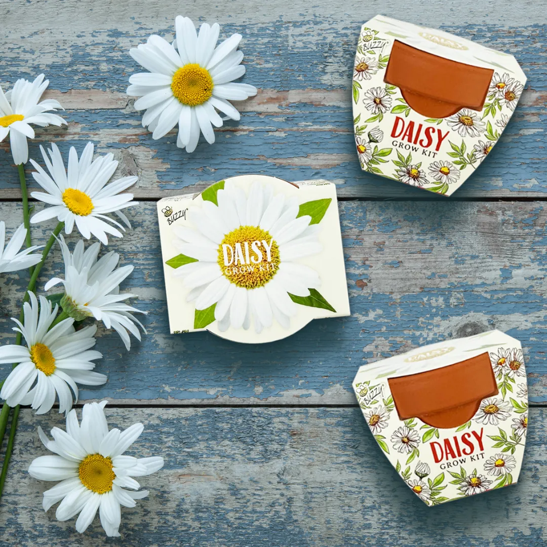 Buzzy Seeds Daydream marguerit dyrkningssæt 12-pak hvid