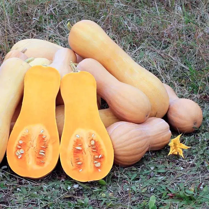 Urtegartneriet øko Butternut Waltham græskarfrø 5 stk