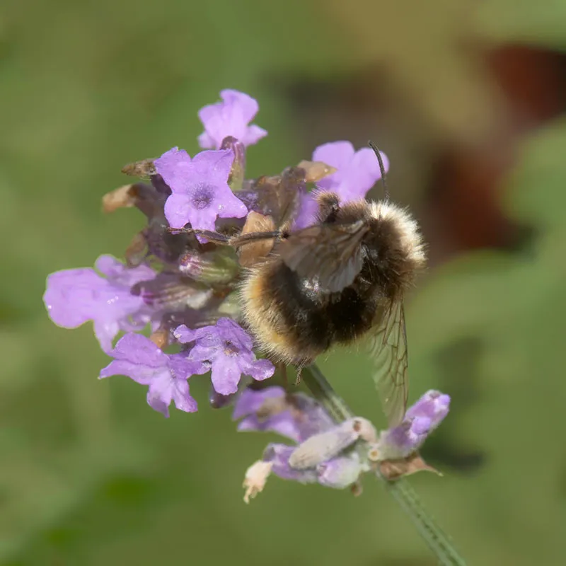 Urtegartneriet øko Lavendel angustifolia frø duftplante