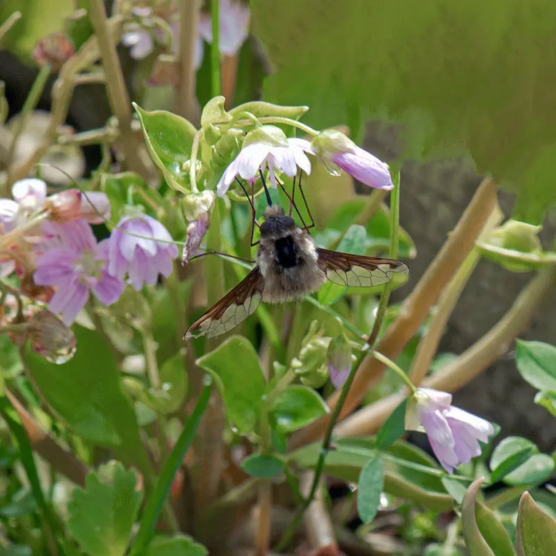 Urtegartneriet øko Claytonia sibirica vinterportulak frø