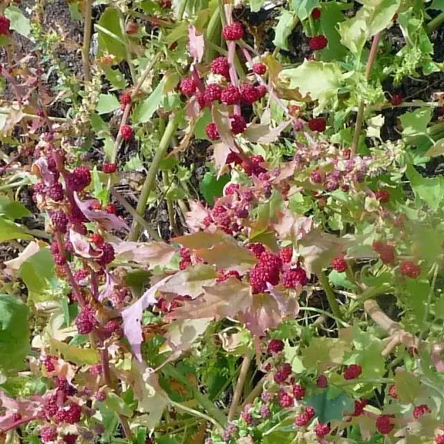 Urtegartneriet øko Jordbærspinat Chenopodium frø ca. 50 frø