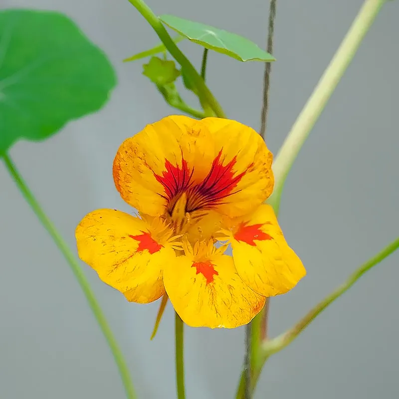 Urtegartneriet øko Tallerkensmækker Tropaeolum majus frø ca. 20 frø sol