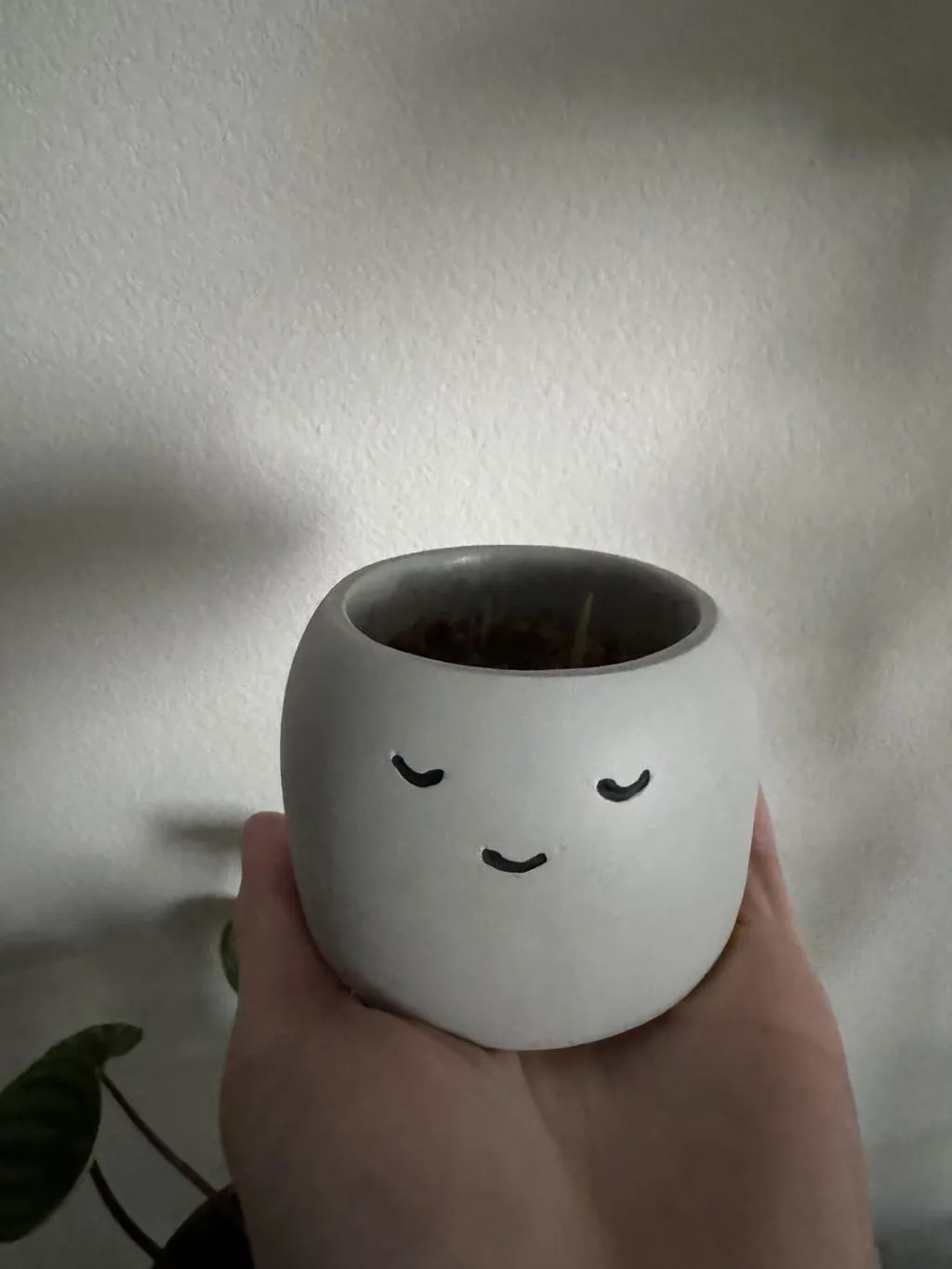 Buzzy Seeds Peaceful Pot dyrkningssæt kamille 1 potte