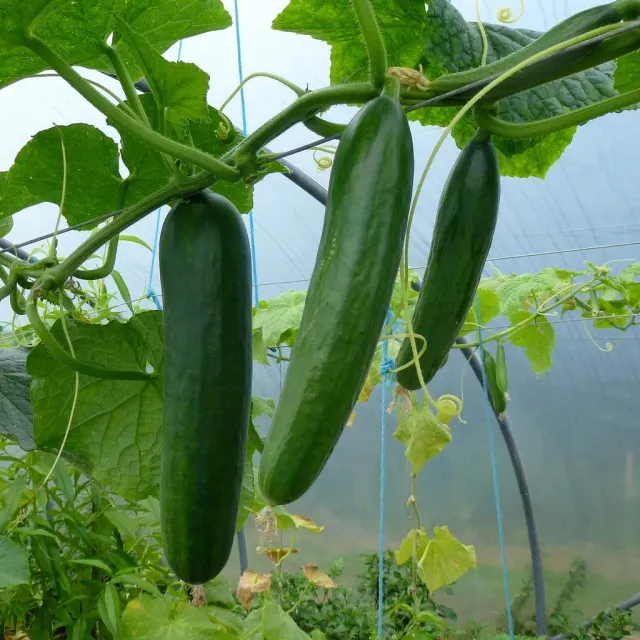 Natureseeds Frilandsagurk agurkefrø 10 stk asie