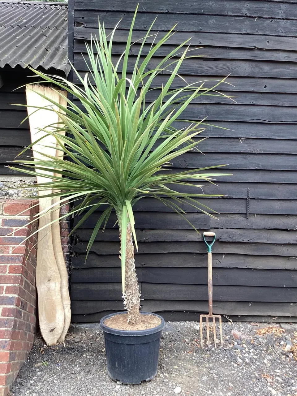 Natureseeds Australis cordylinefrø 5 frø palme
