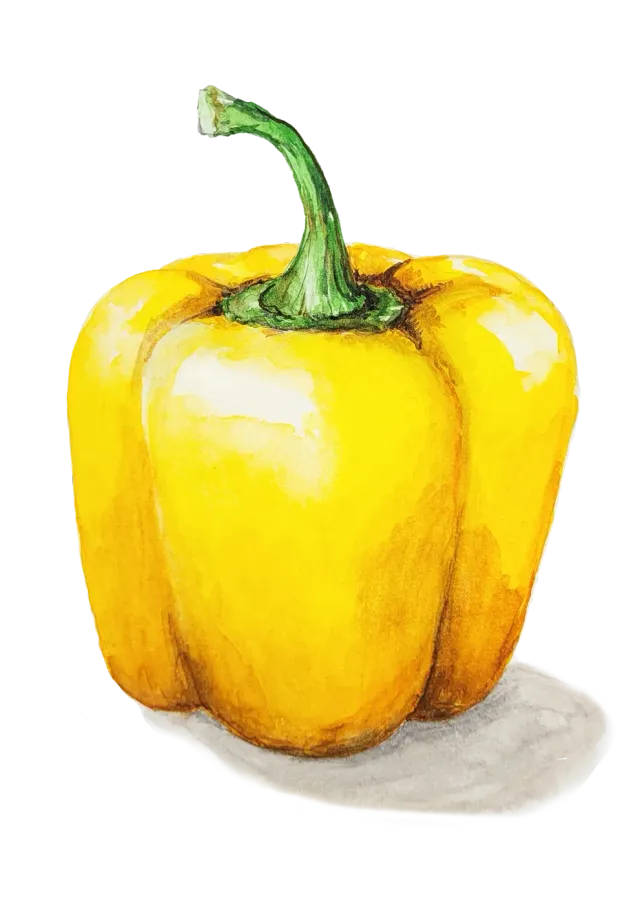NordFrö Cubo Yellow paprikafrø gul sød
