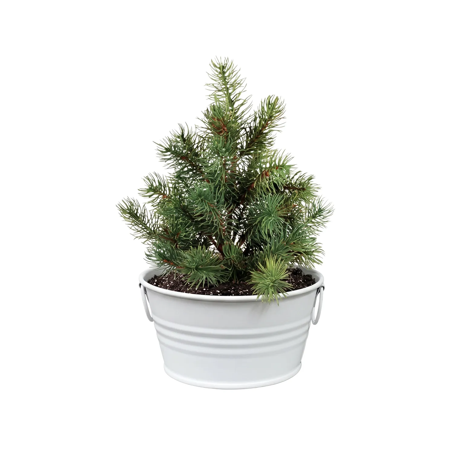 Buzzy Seeds Christmas Tree dyrkningssæt hvid basin