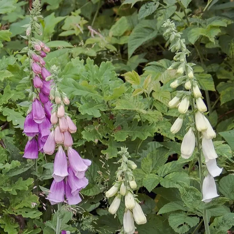 Urtegartneriet øko Fingerbøl Digitalis purpurea frø 2-årig