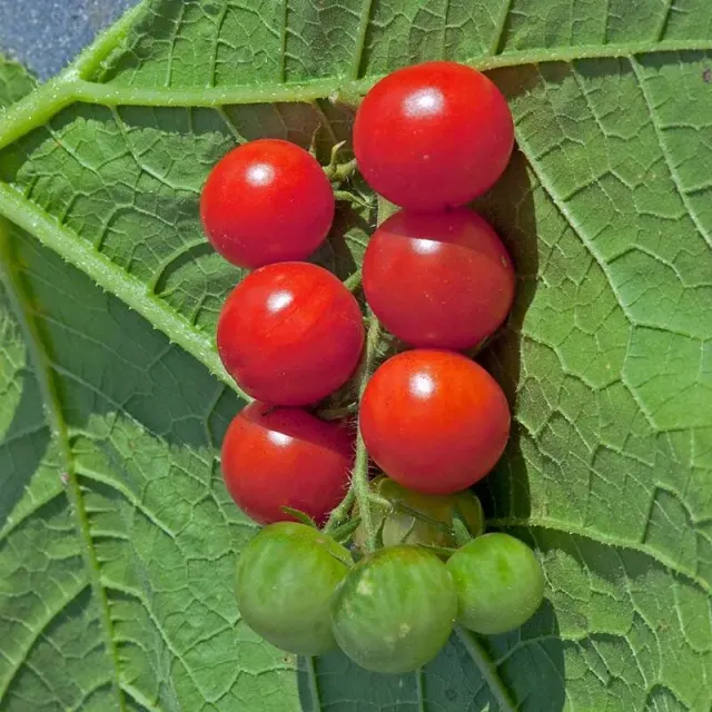 Urtegartneriet øko Rød Sherrytomat tomatfrø 20 frø