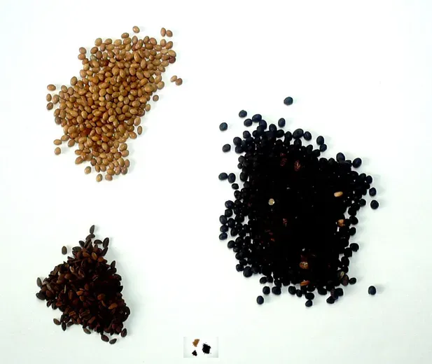 Trifolium Miljøfrøblanding mix frø efterafgrøde 1 kg