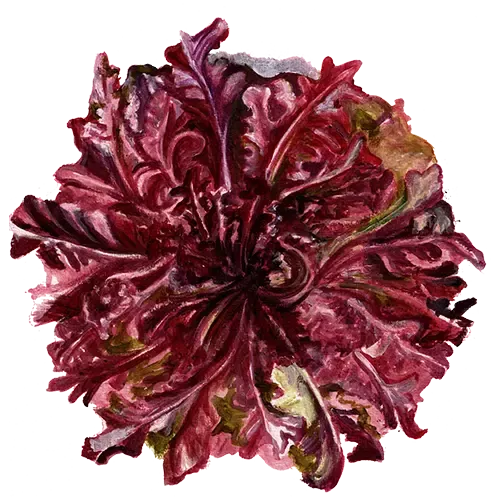 NordFrö Red Salad Bowl salatfrø rød pluksalat