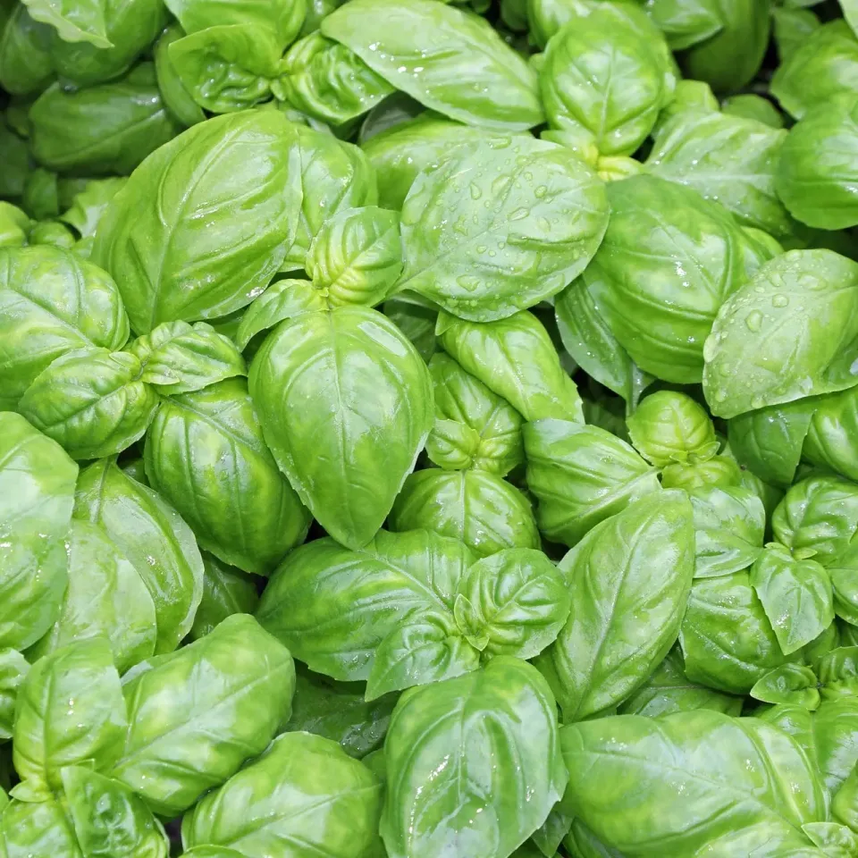 Natureseeds Genovese basilikumfrø sød pesto