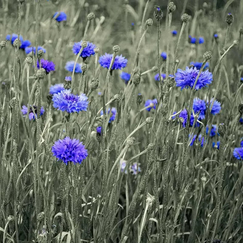 Urtegartneriet øko Kornblomst Centaurea blå frø 100 frø