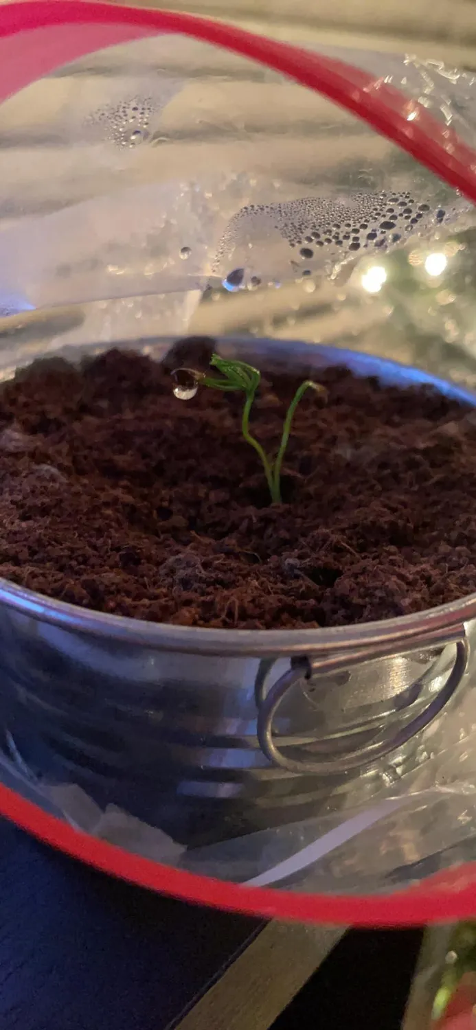 Buzzy Seeds Christmas Tree dyrkningssæt miniskål gran