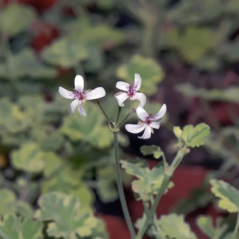 Urtegartneriet øko Balsamgeranie duftplante broget muskatduft