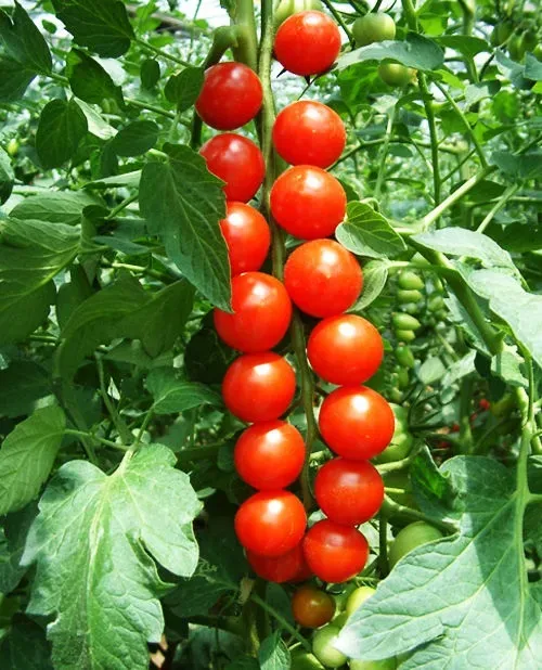 Natureseeds Pomodoro Red Cherry tomatfrø 10 frø