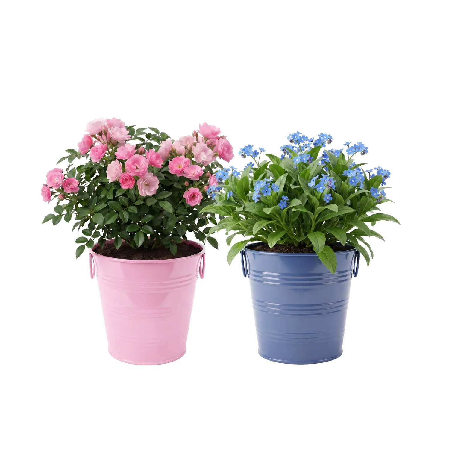 Buzzy Seeds Flower Pail Duo dyrkningssæt 2-pak minirose