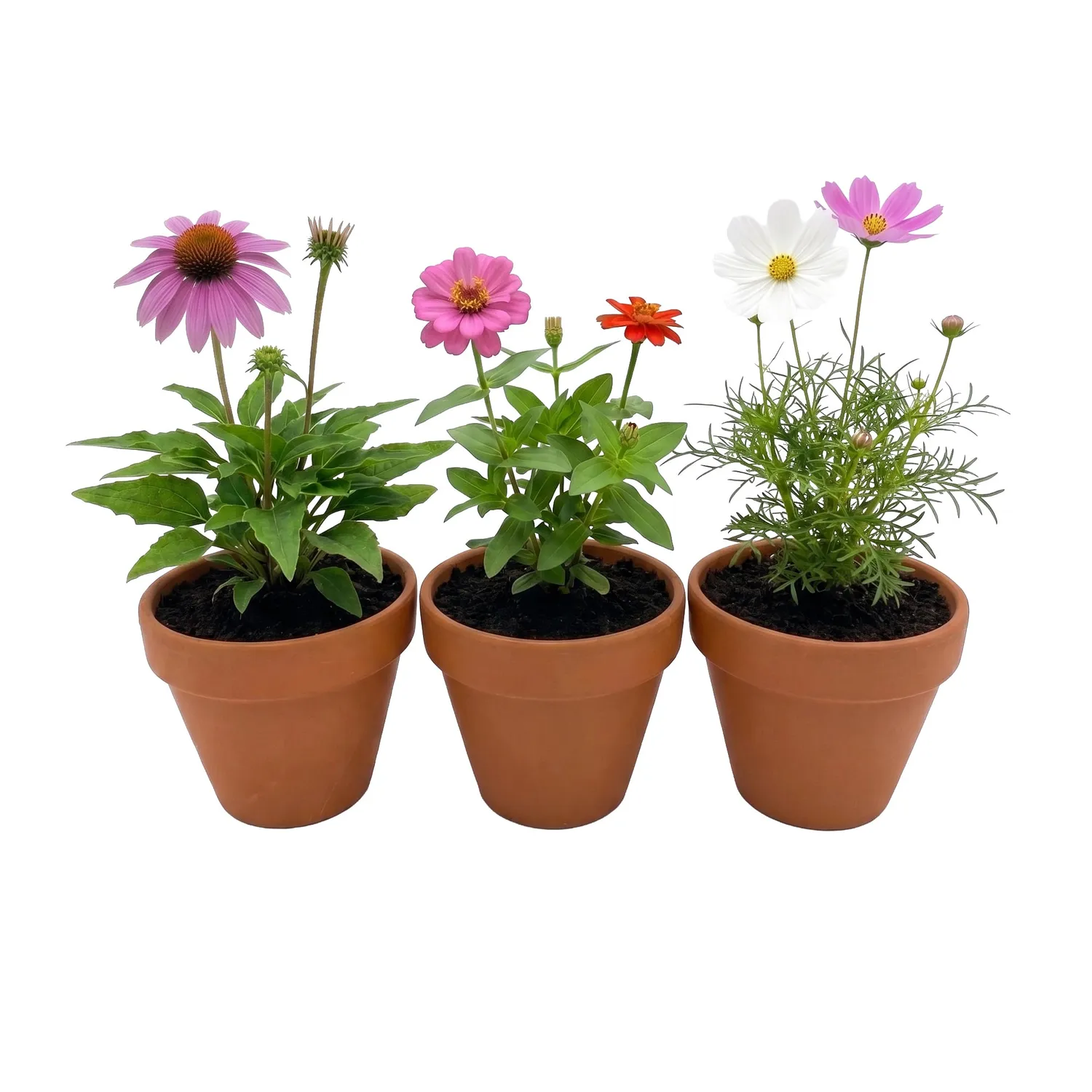 Buzzy Seeds Pollinator zinnia cosmos dyrkesæt 3-pak