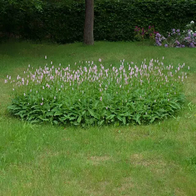 Urtegartneriet øko Slangeurt plante Polygonum bistorta 60 cm
