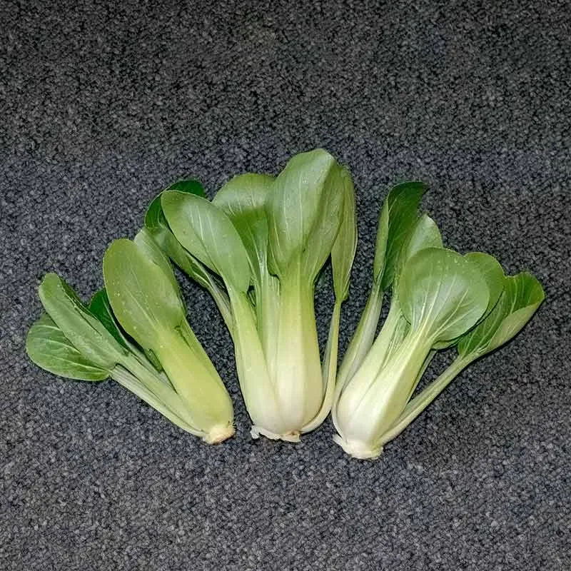 Urtegartneriet øko Pak Choi Tatsoi frø 50 stk sensommer