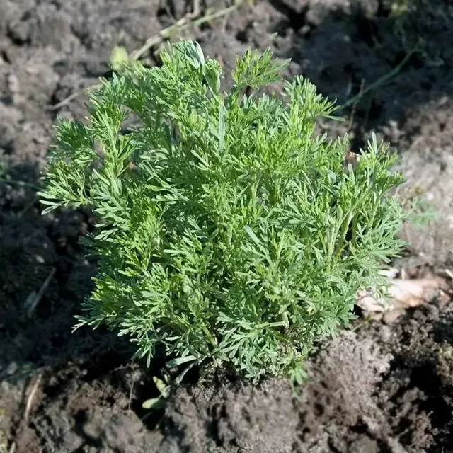 Urtegartneriet øko Ambra colaplante plante flerårig