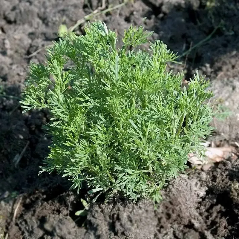 Urtegartneriet øko Ambra colaplante plante flerårig