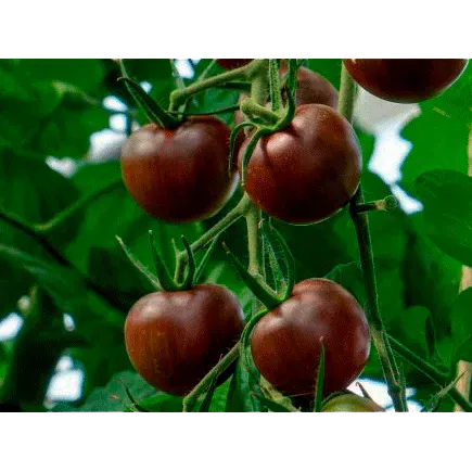 Urtegartneriet øko mørk sherry tomatfrø 20 frø