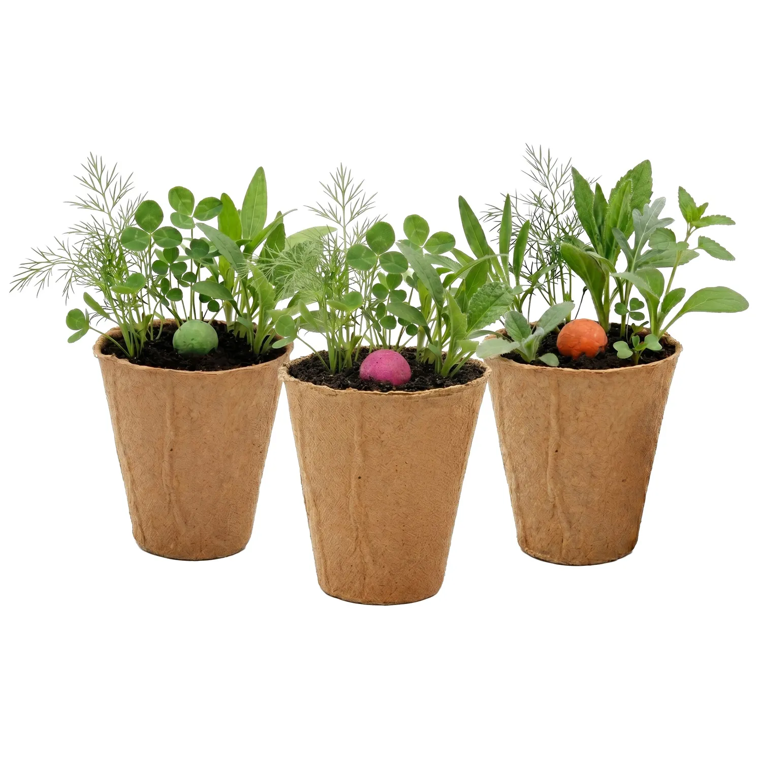 Buzzy Seeds Wildflower Grow Kit frøbomber 6-pak bestøvermix
