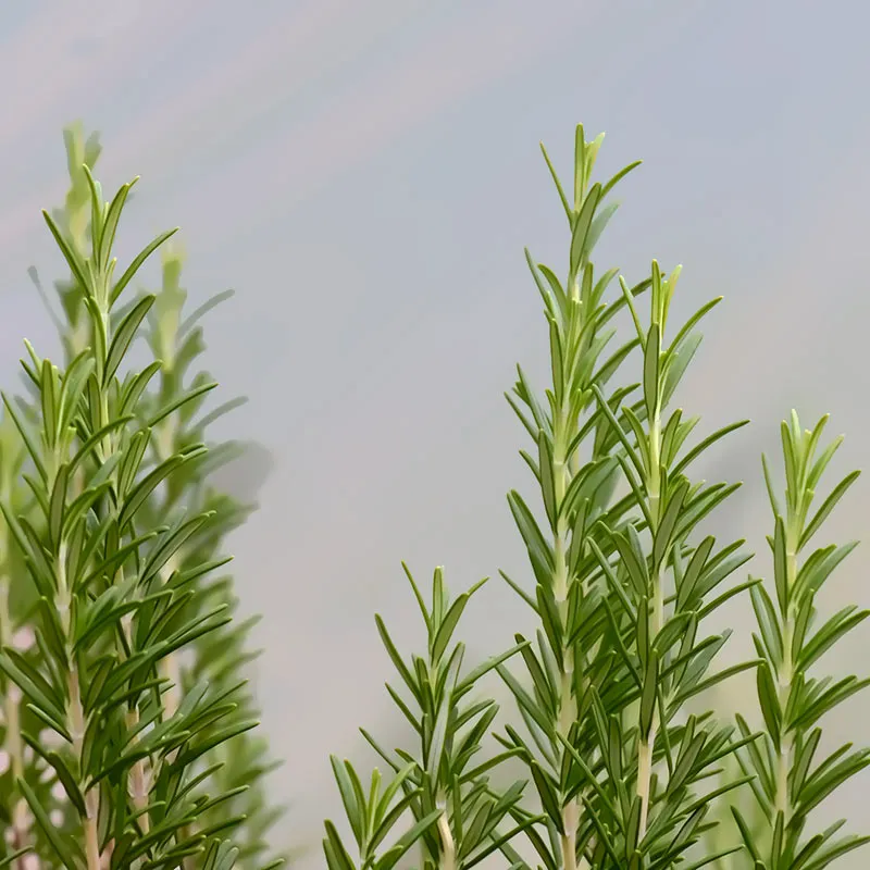 Urtegartneriet øko Rosmarinus officinalis rosmarinplante flerårig