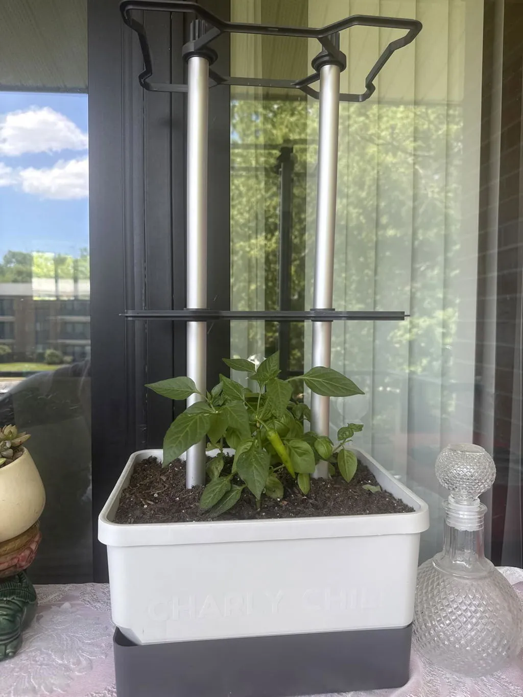 Buzzy Seeds selvvandende tomatpotte med espalier grøn
