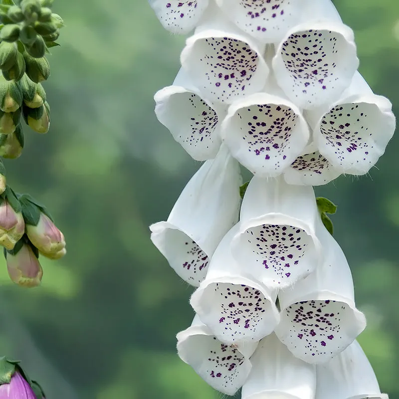 Urtegartneriet øko Fingerbøl Digitalis purpurea frø 2-årig