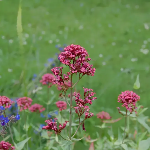 Urtegartneriet øko Sporebaldrian Centranthus ruber frø 50 stk sol