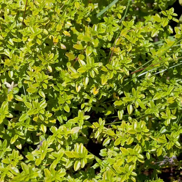 Urtegartneriet øko Gylden Citrontimian plante 10 cm te
