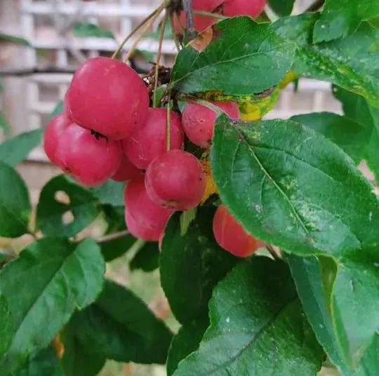Natureseeds Krabbe Æbletræ frø 10 stk 2-5 m