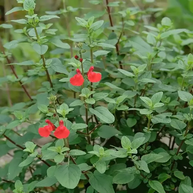 Urtegartneriet øko Solbærsalvie Salvia microphylla frø busk