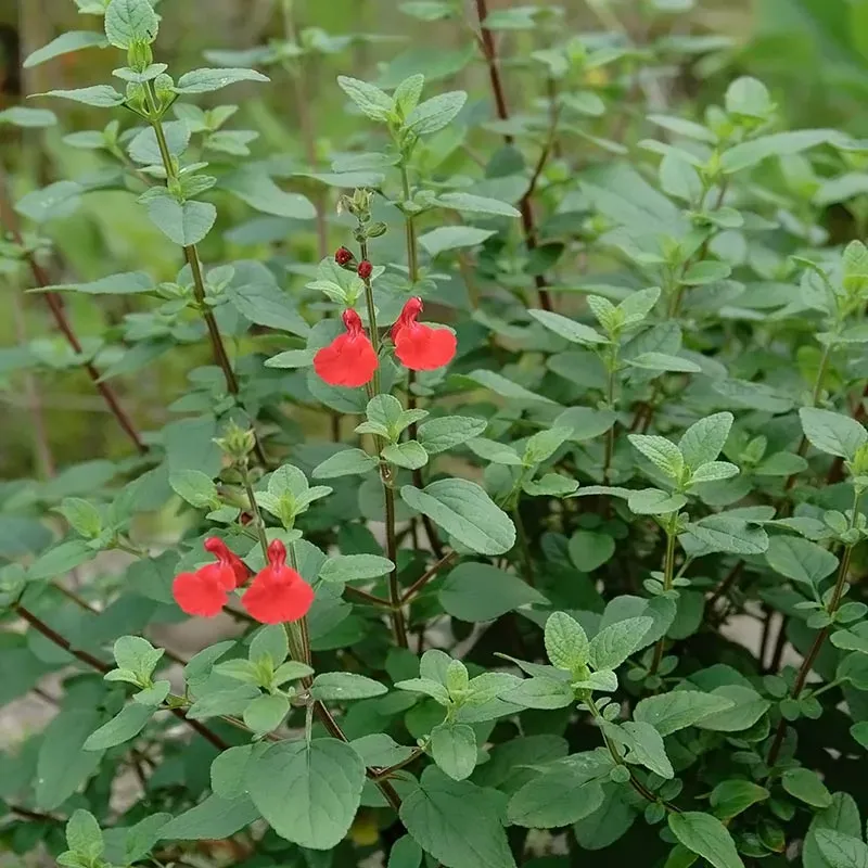 Urtegartneriet øko Solbærsalvie Salvia microphylla frø busk