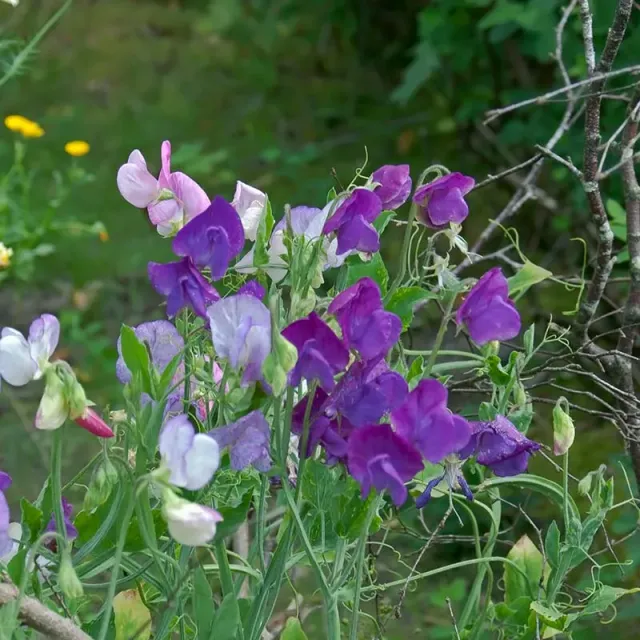 Urtegartneriet øko Ærteblomst blomsterfrø 20 frø duft