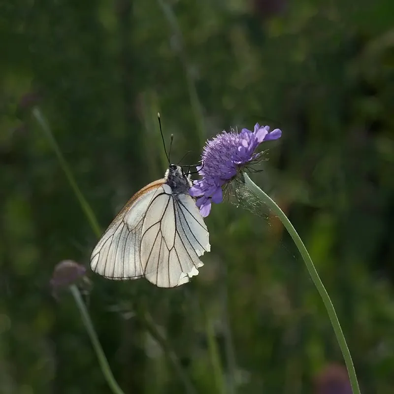 Urtegartneriet øko Dueskabiose frø Scabiosa columbaria insekt