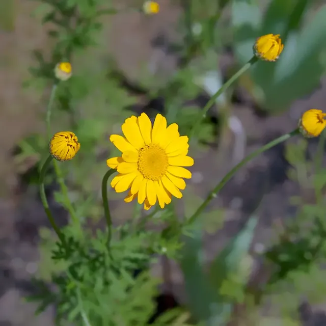 Urtegartneriet øko farvegåseurt frø Anthemis tinctoria 100 stk gul