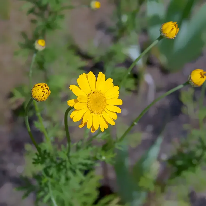 Urtegartneriet øko farvegåseurt frø Anthemis tinctoria 100 stk gul