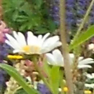 Trifolium eng- og vildblomstblanding frø 100 g