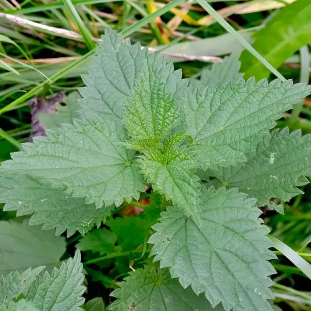 Urtegartneriet øko Brændenælde Urtica dioica frø flerårig