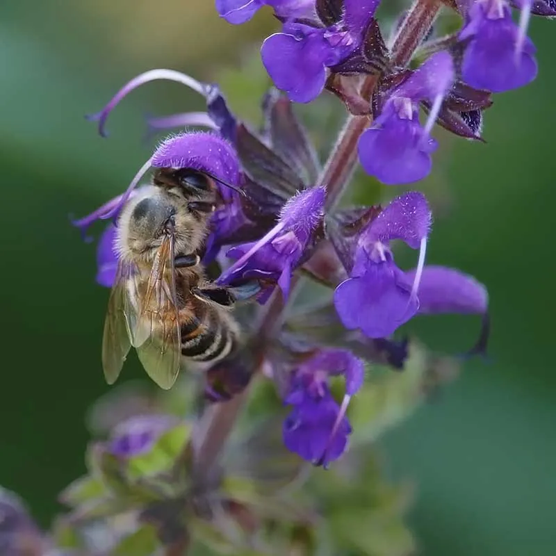 Urtegartneriet øko Alm Salvie frø Salvia officinalis