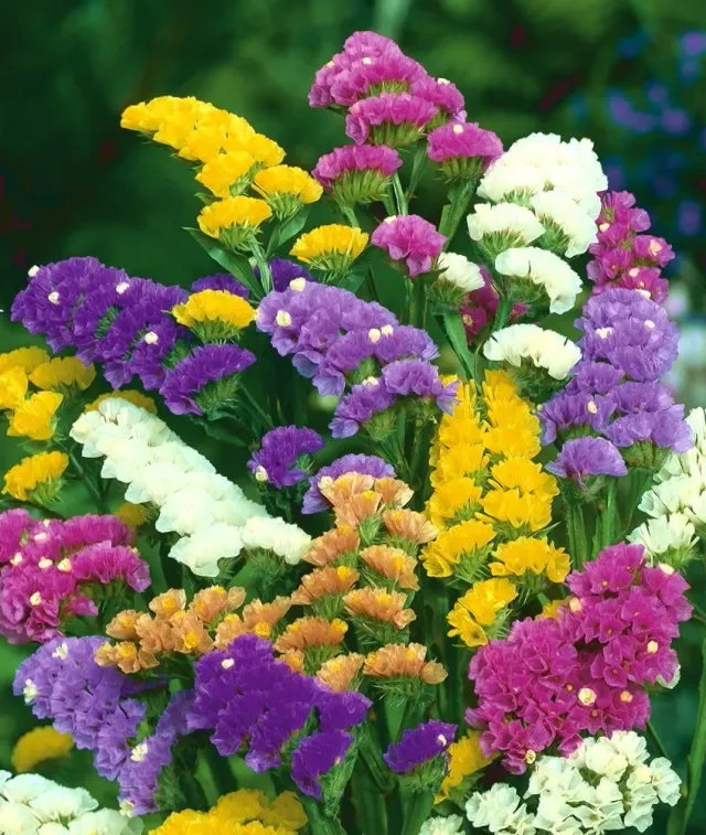 Natureseeds Statice Hav Lavendel frø 0,4 g mix