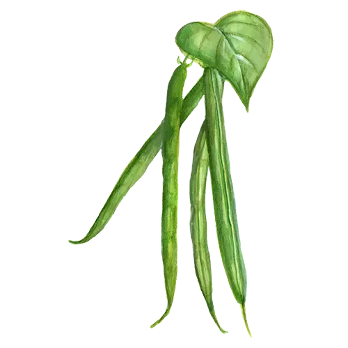 NordFrö Allegria buskbønnefrø haricot vert