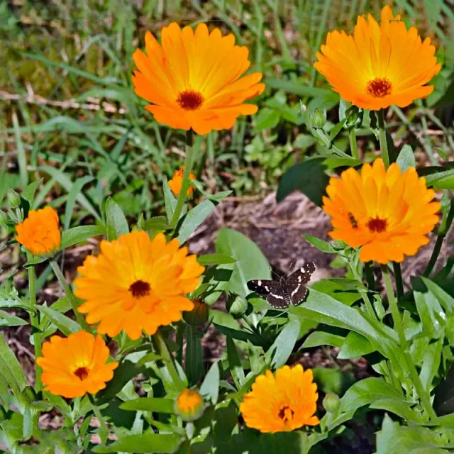 Urtegartneriet øko Morgenfrue orange Calendula officinalis frø 40 stk til sol