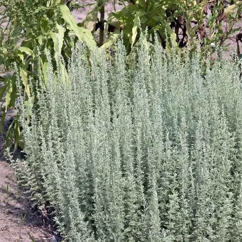 Urtegartneriet øko Pontisk Malurt Artemisia pontica frø til snaps