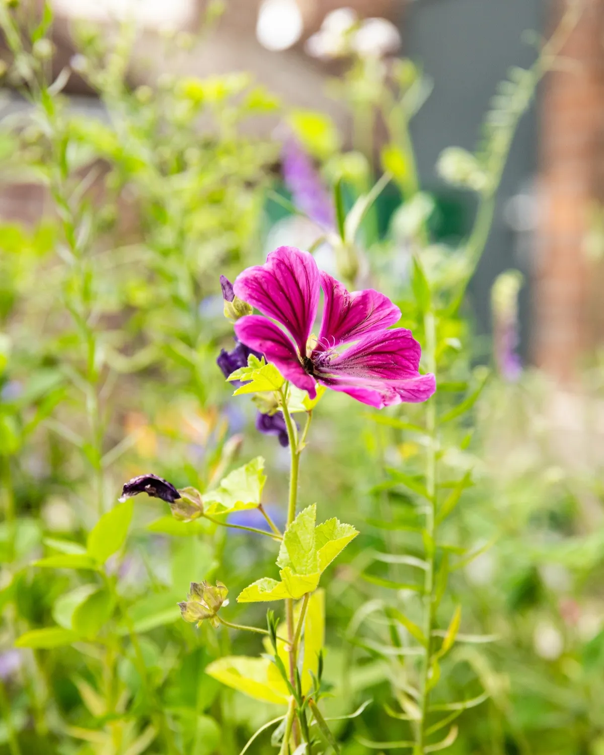 Blossombs Blister Lucky Gardening frøbomber 2 stk vildblomst