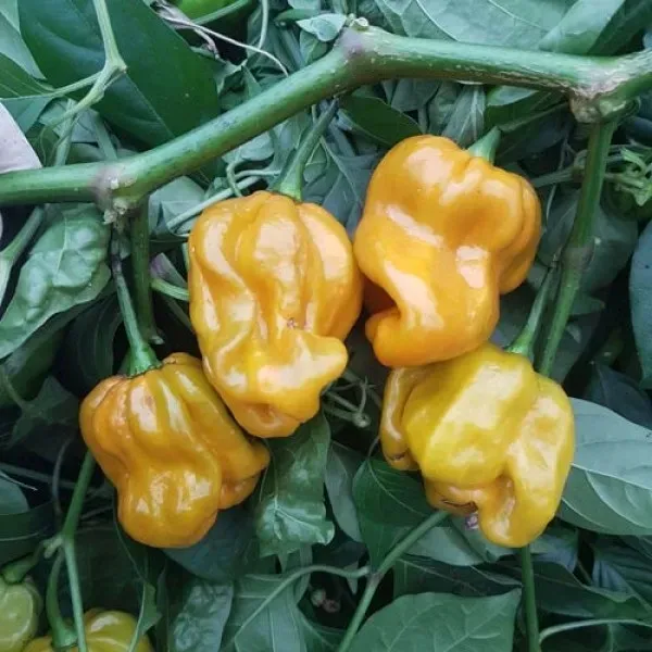 Natureseeds Habanero Mustard chilifrø 10 stk tidlig